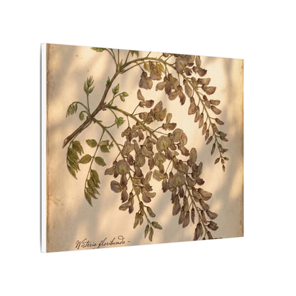 Spring Wisteria Herbarium Canvas Art | Earthy Decor