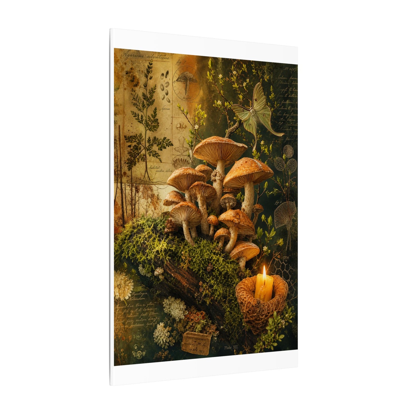 Spring Wild Mushrooms Herbarium Canvas Art | Earthy Decor