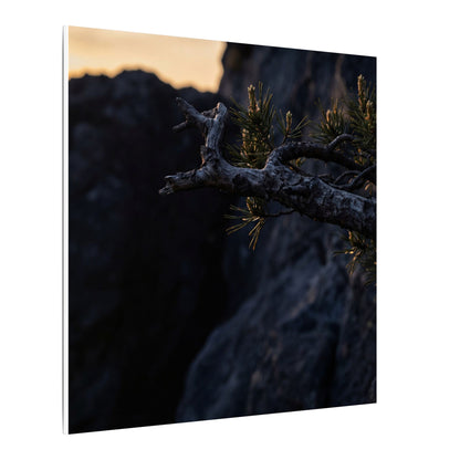 Pine Tree Moody Minimal Canvas Art | Sophisticated Dark Japandi Art