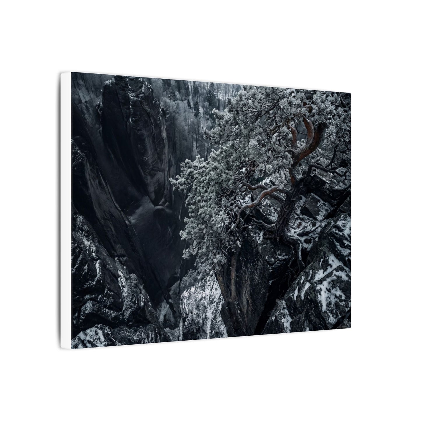 Dark Japandi Pine Tree in Dappled | Dark Texture Canvas Art