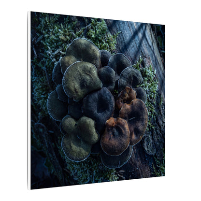 Wild Mushrooms Moody Minimal Canvas Art | Moody Dark Japandi Art