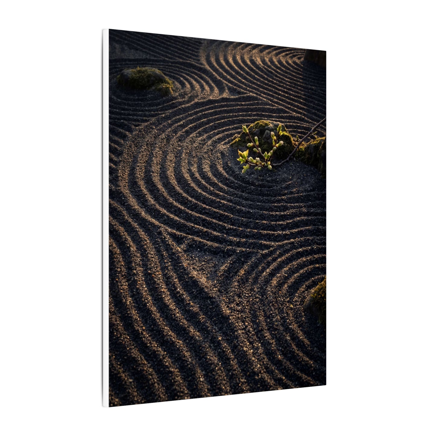 Spring Rock Garden Shadow Zen Canvas Art | Atmospheric Decor