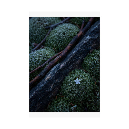 Moss Close Up Moody Minimal Wall Art Print | Moody Dark Japandi Art