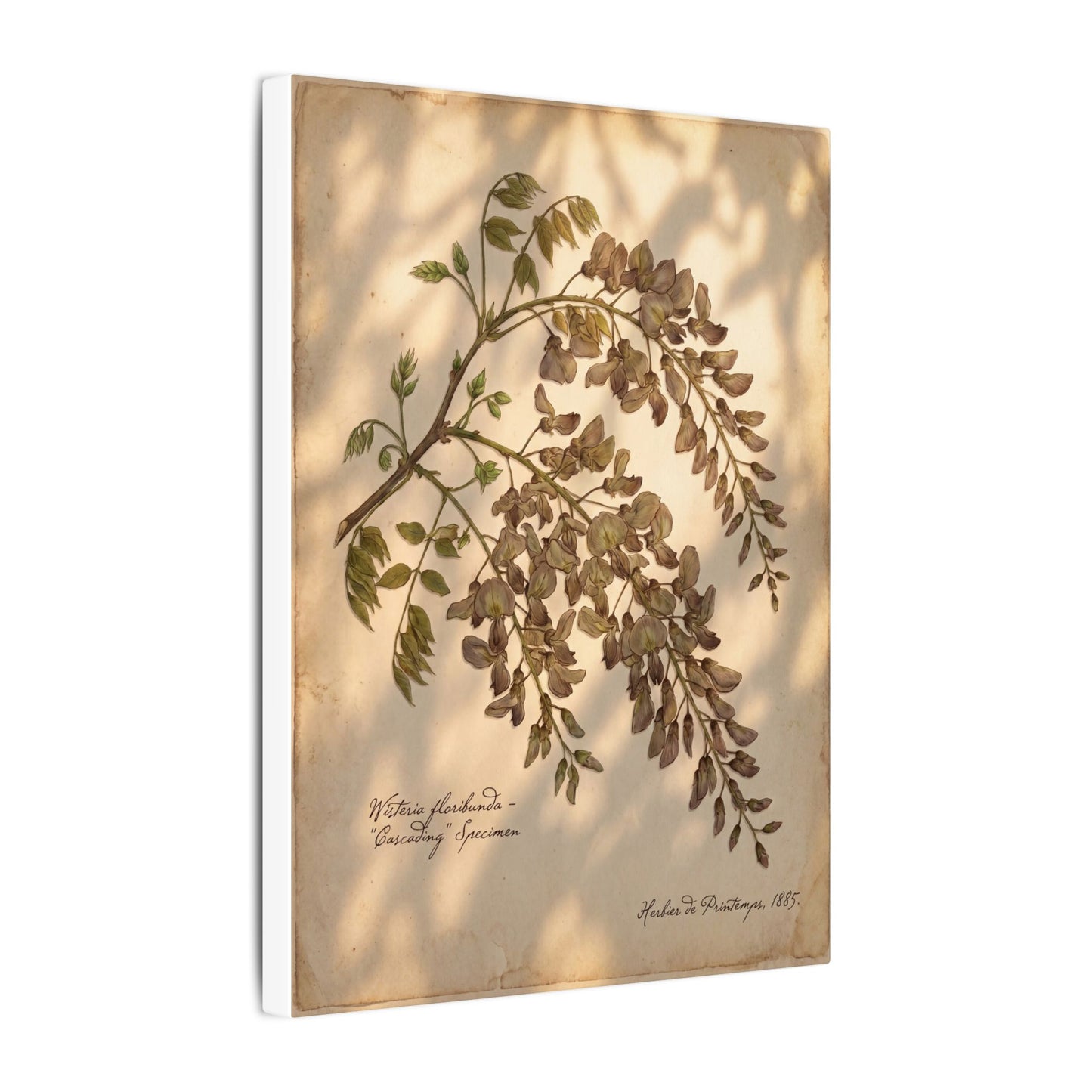 Spring Wisteria Herbarium Canvas Art | Earthy Decor
