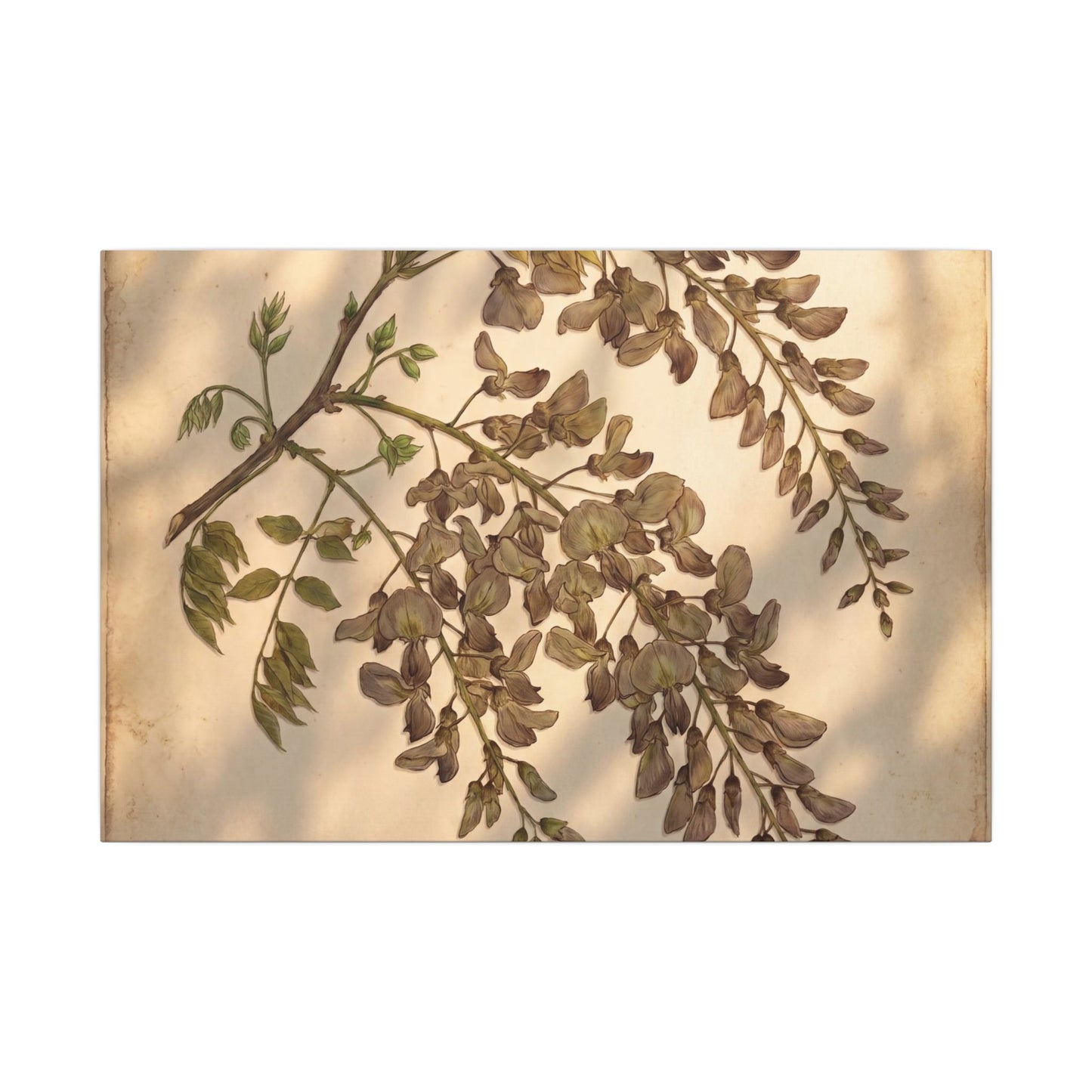 Spring Wisteria Herbarium Canvas Art | Earthy Decor