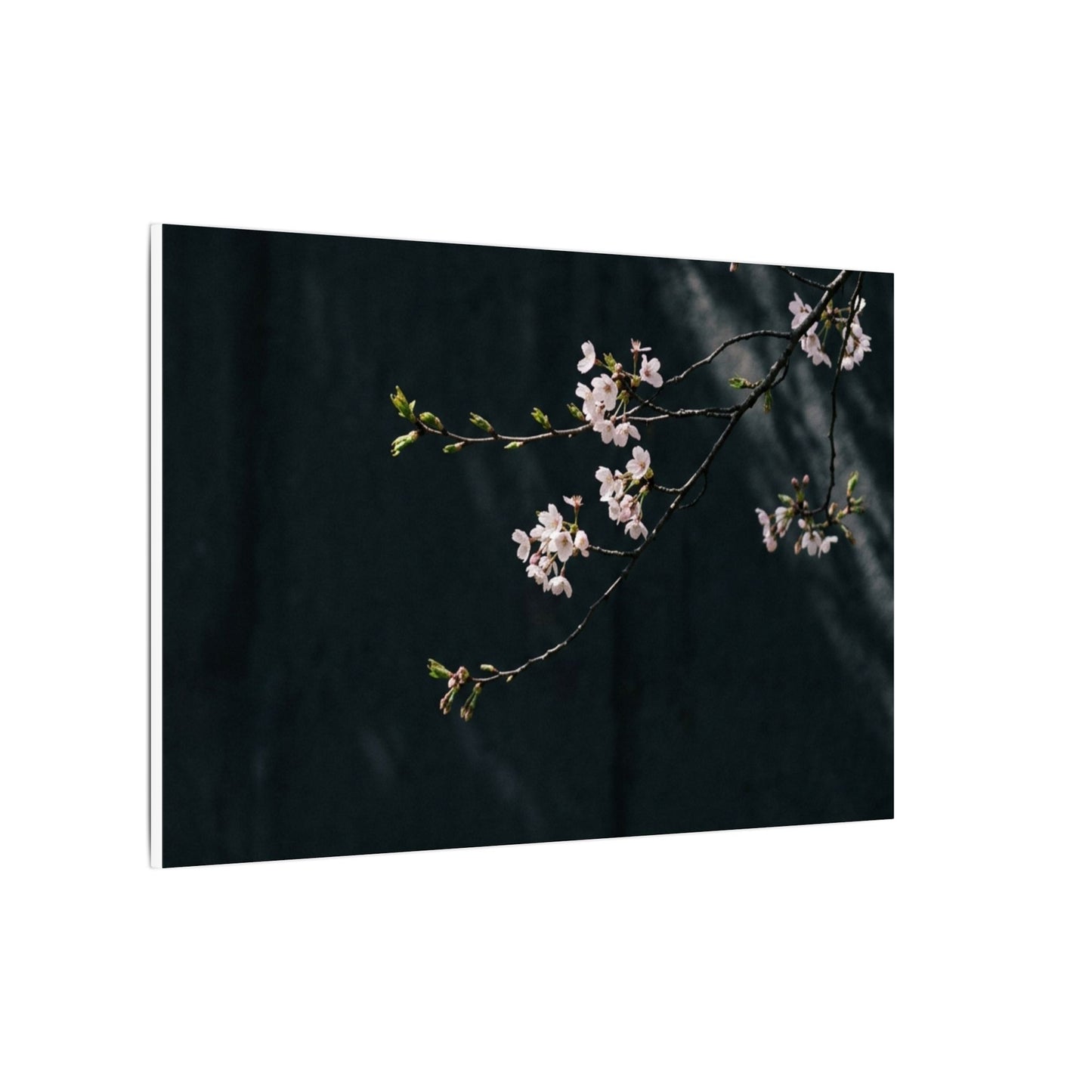 Cherry Blossom Spring Canvas Art | Dark Japandi Sophisticated Design