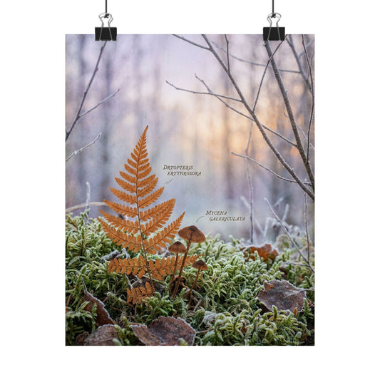 Kanso Moss Close Up Wall Art Print - Cottagecore Herbarium