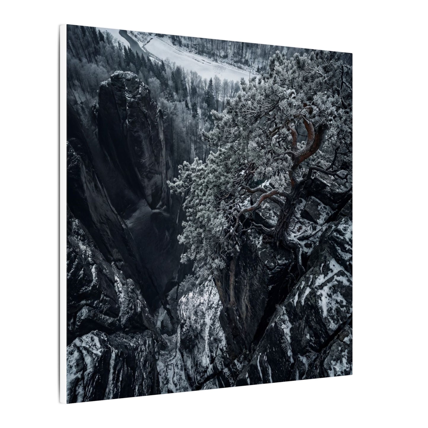 Dark Japandi Pine Tree in Dappled | Dark Texture Canvas Art