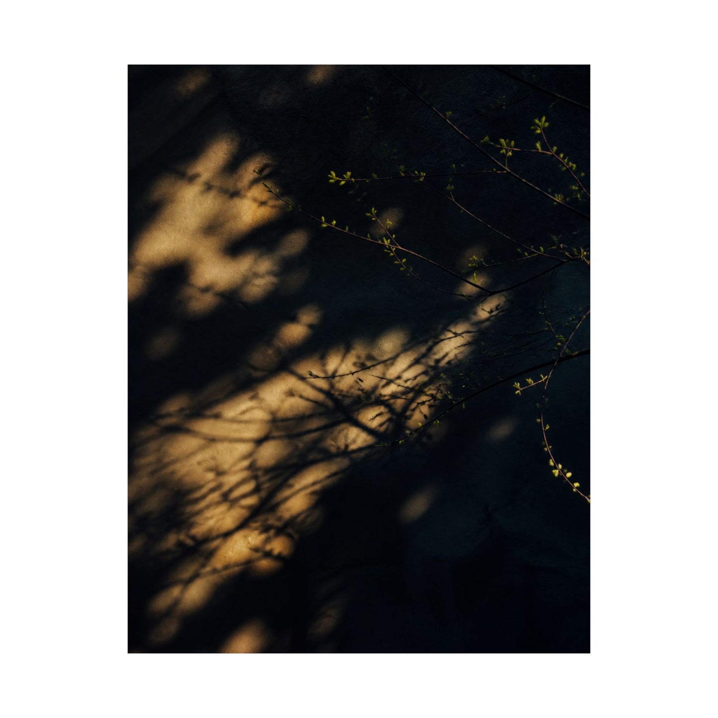 Shadow Play Spring Wall Art Print | Dark Japandi Bold Design