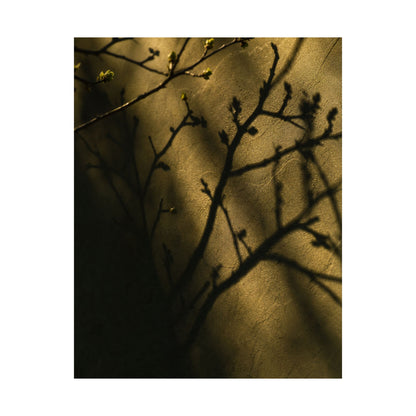 Golden Hour Shadow Play Wall Art Print - Dark Japandi Seijaku