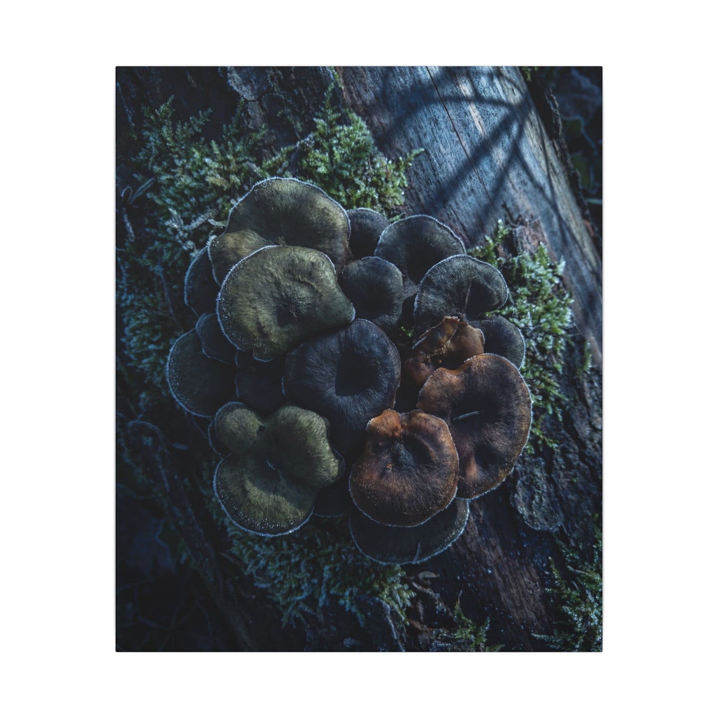 Wild Mushrooms Moody Minimal Canvas Art | Moody Dark Japandi Art