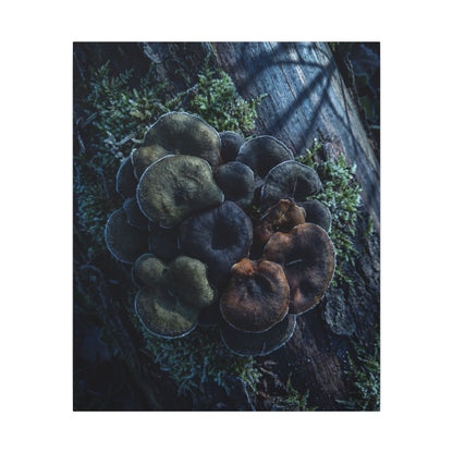 Wild Mushrooms Moody Minimal Canvas Art | Moody Dark Japandi Art