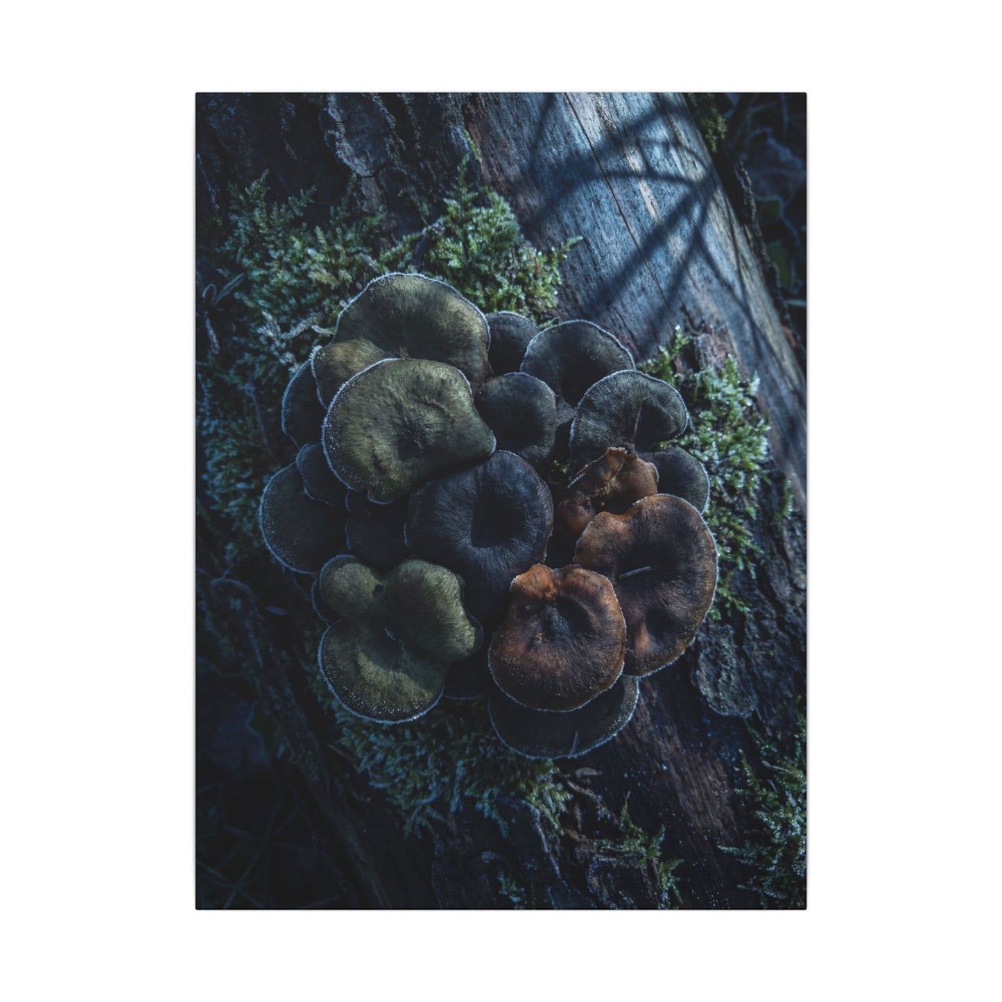 Wild Mushrooms Moody Minimal Canvas Art | Moody Dark Japandi Art