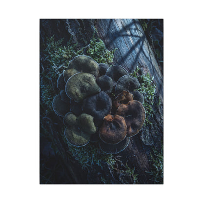Wild Mushrooms Moody Minimal Canvas Art | Moody Dark Japandi Art