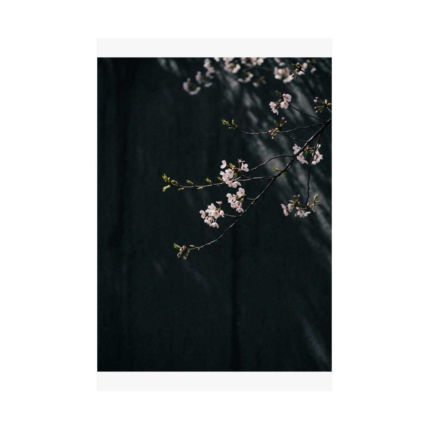 Cherry Blossom Wall Art Print | Spring Dark Japandi Moody Minimal Art