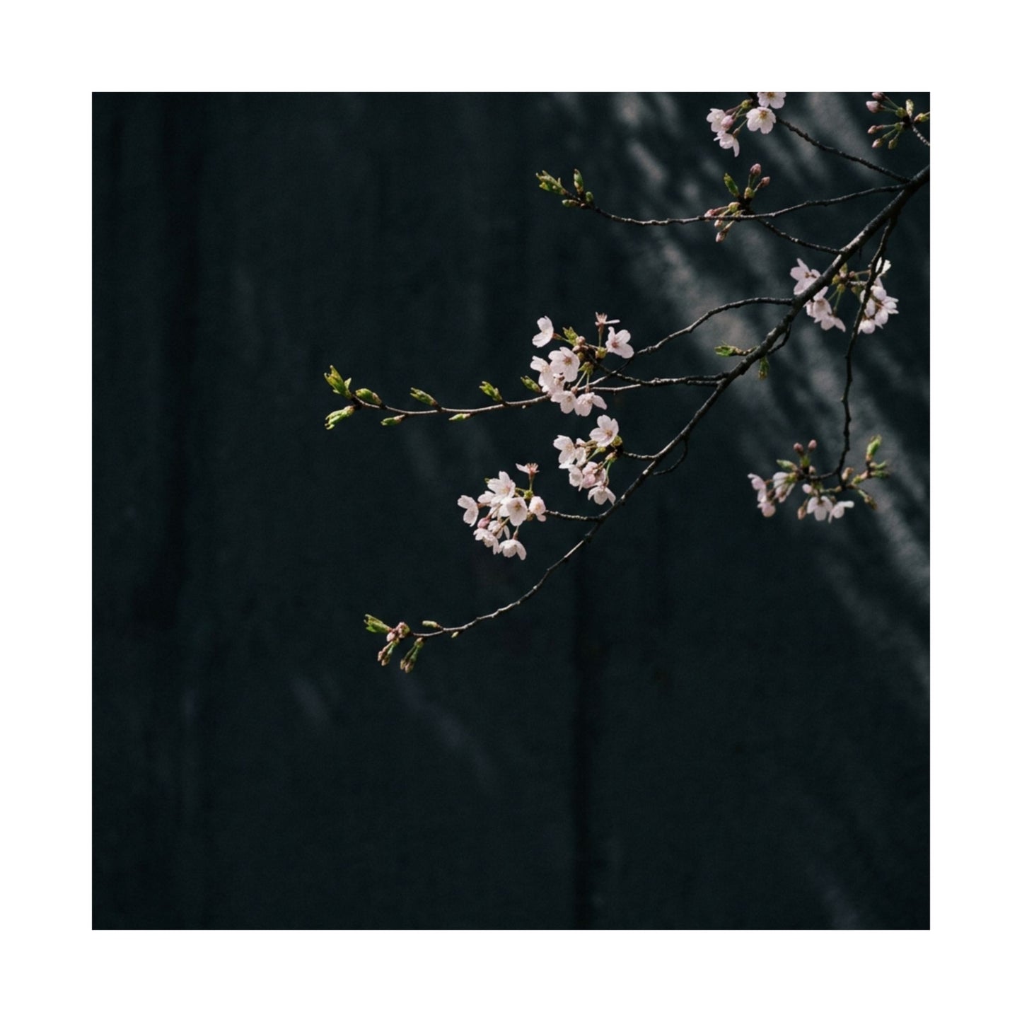 Cherry Blossom Wall Art Print | Spring Dark Japandi Moody Minimal Art