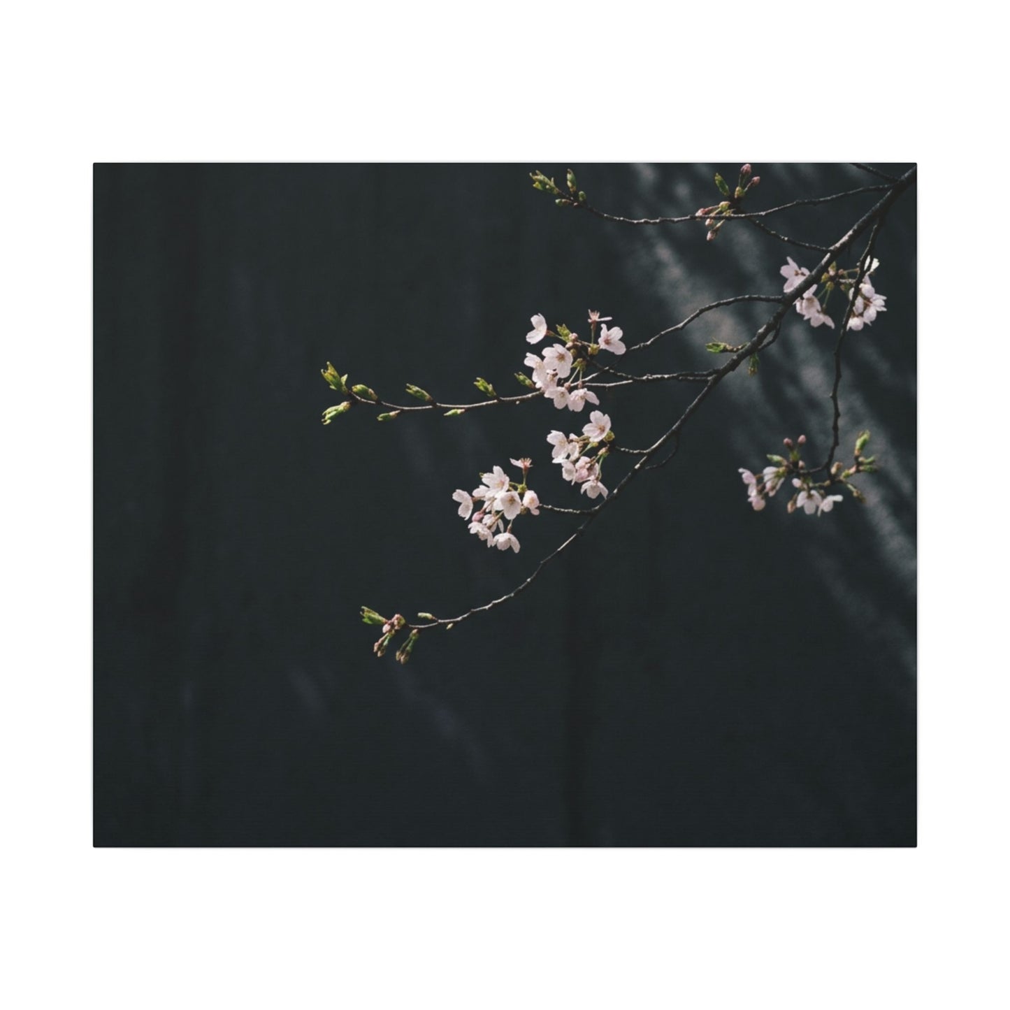 Cherry Blossom Spring Canvas Art | Dark Japandi Sophisticated Design