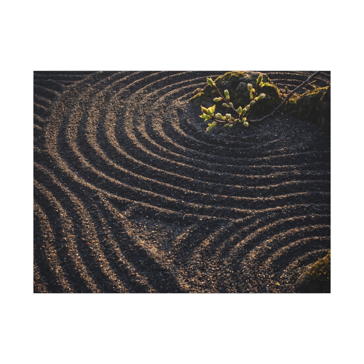 Spring Rock Garden Shadow Zen Canvas Art | Atmospheric Decor