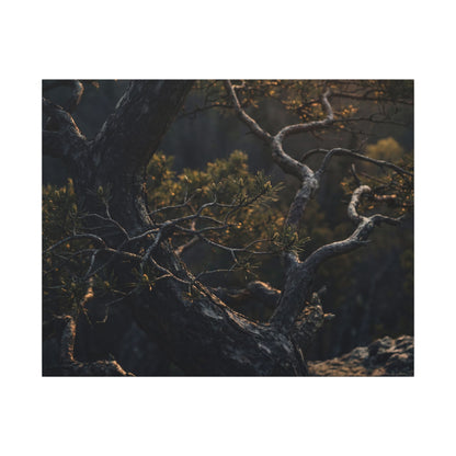 Moody Pine Tree Canvas Art - Moody Minimal Dark Japandi