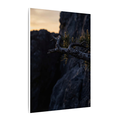 Pine Tree Moody Minimal Canvas Art | Sophisticated Dark Japandi Art