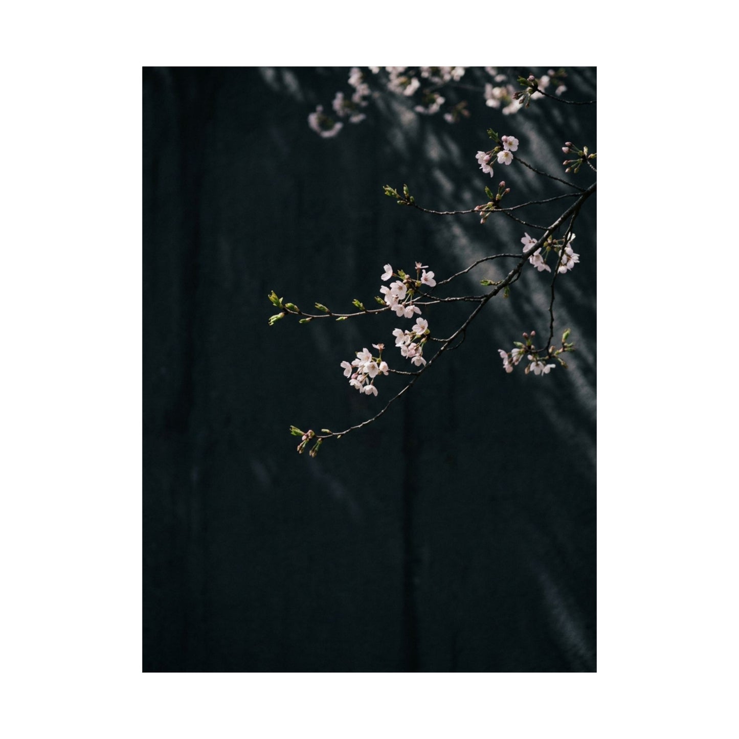 Cherry Blossom Wall Art Print | Spring Dark Japandi Moody Minimal Art