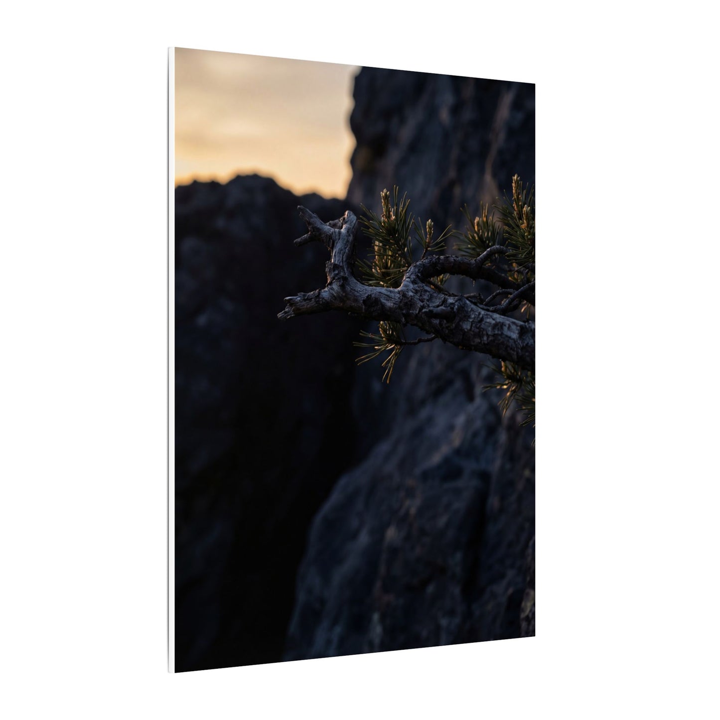 Pine Tree Moody Minimal Canvas Art | Sophisticated Dark Japandi Art