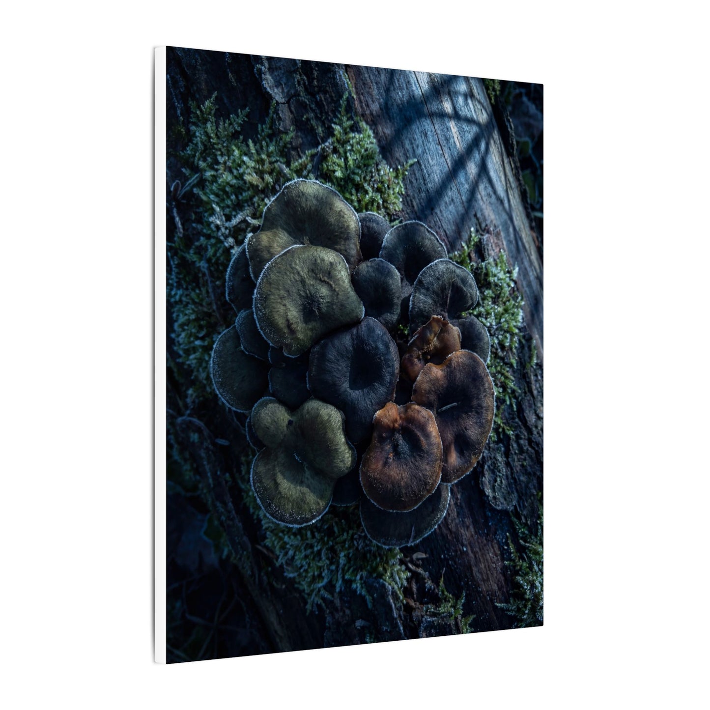 Wild Mushrooms Moody Minimal Canvas Art | Moody Dark Japandi Art