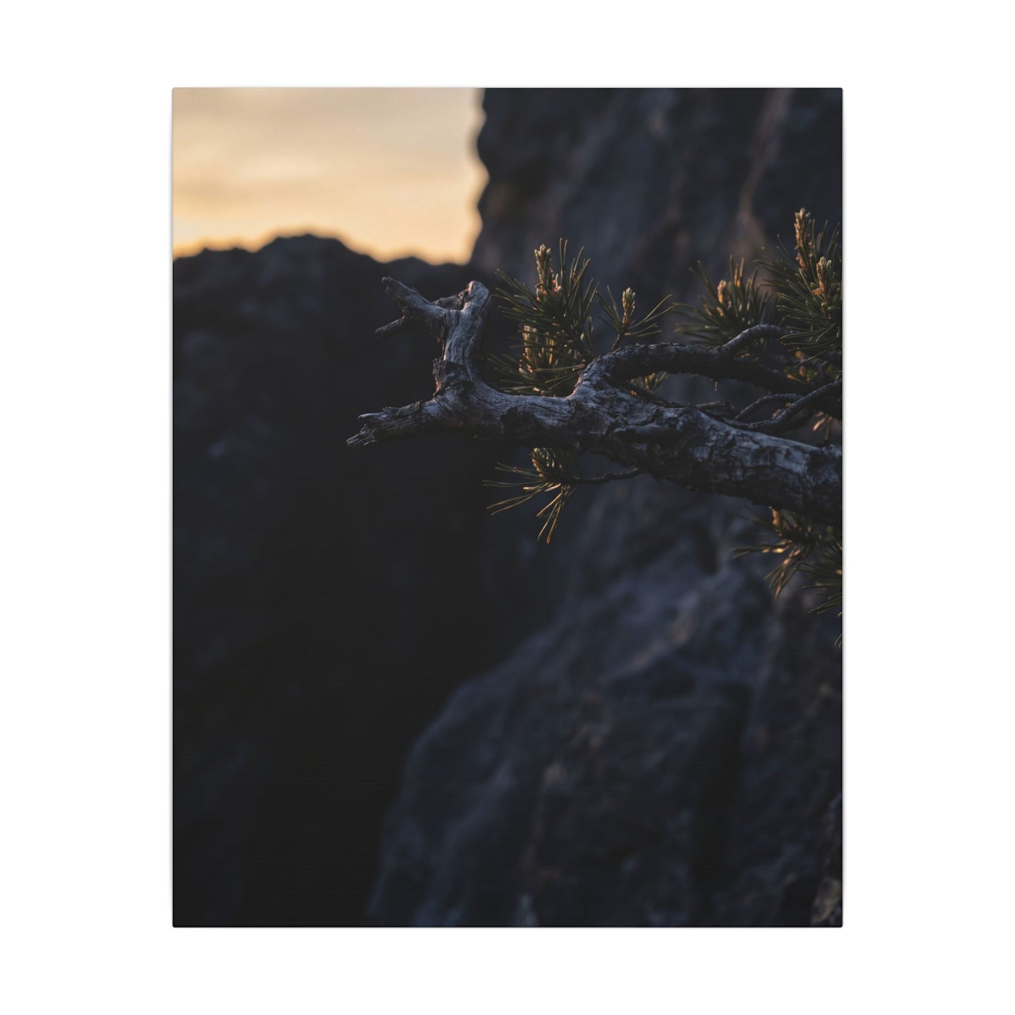 Pine Tree Moody Minimal Canvas Art | Sophisticated Dark Japandi Art