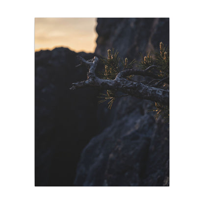 Pine Tree Moody Minimal Canvas Art | Sophisticated Dark Japandi Art