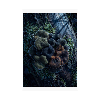 Moonlight Wild Mushrooms Wall Art Print - Dark Japandi Shibui