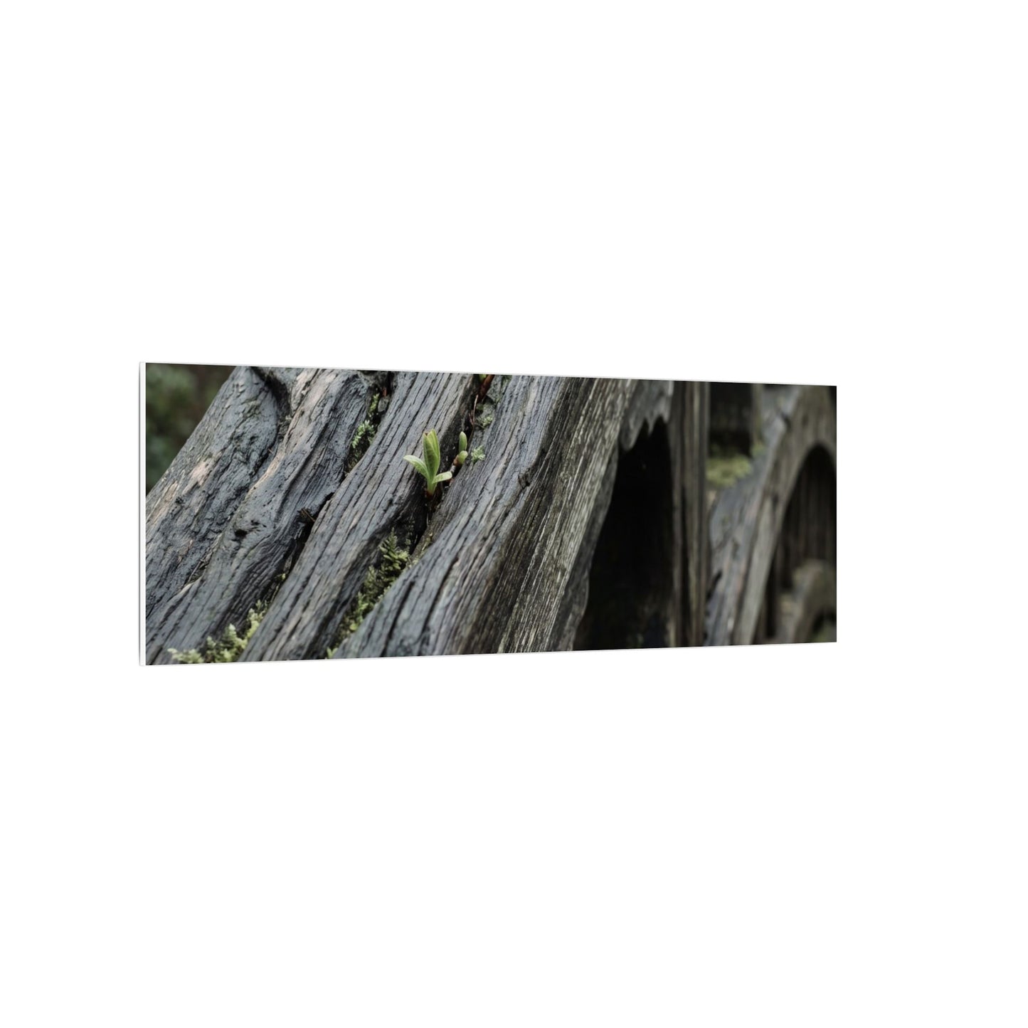 Overcast Wooden Bridge Canvas Art - Japandi Kanso
