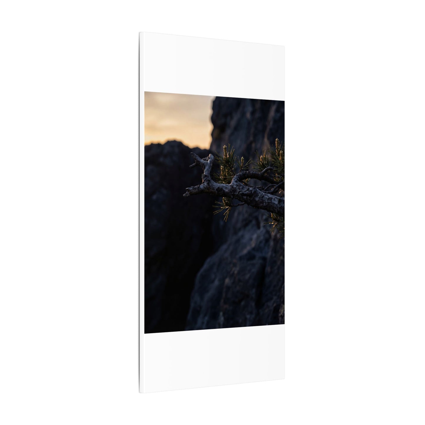 Pine Tree Moody Minimal Canvas Art | Sophisticated Dark Japandi Art