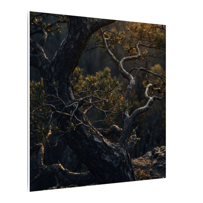 Moody Pine Tree Canvas Art - Moody Minimal Dark Japandi