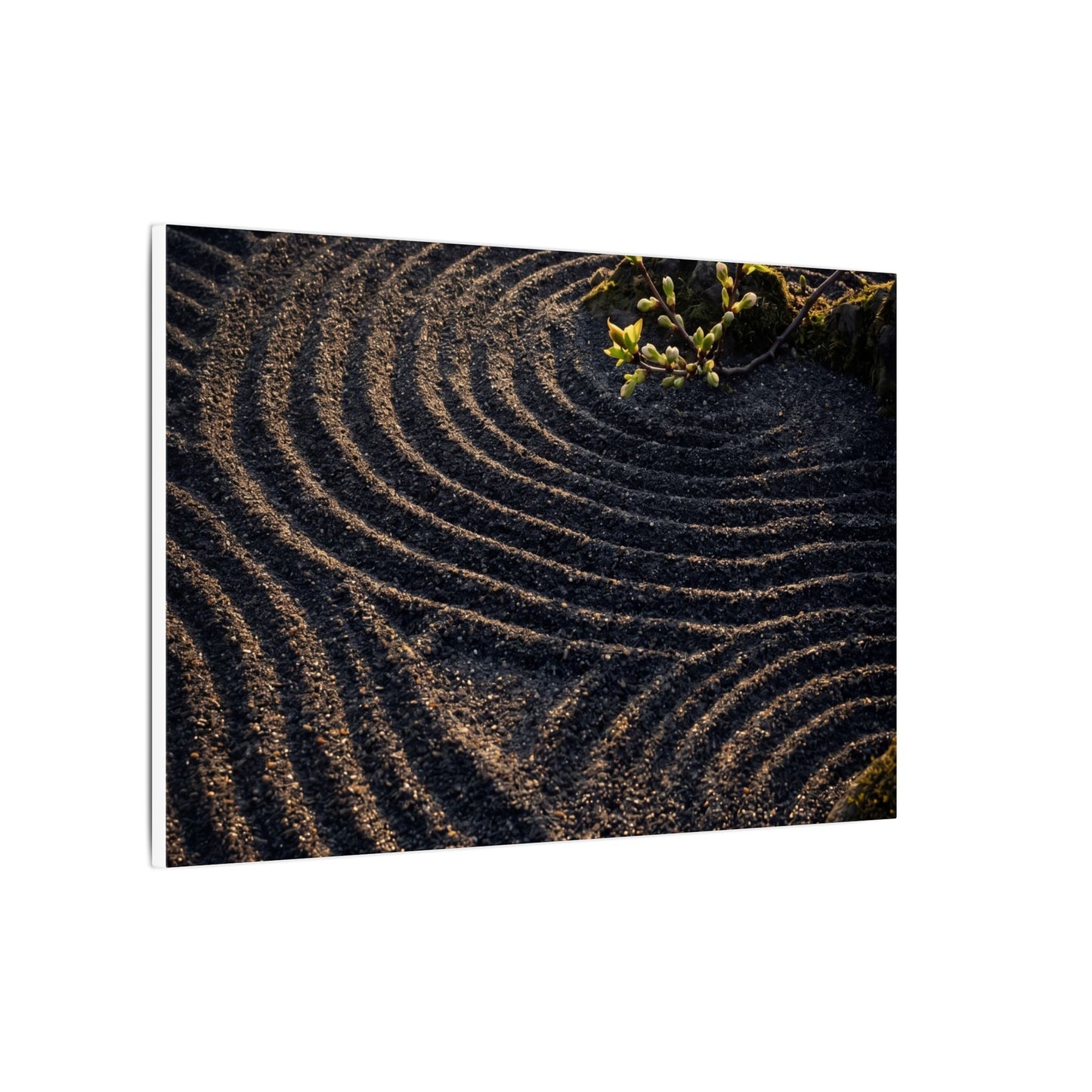 Spring Rock Garden Shadow Zen Canvas Art | Atmospheric Decor