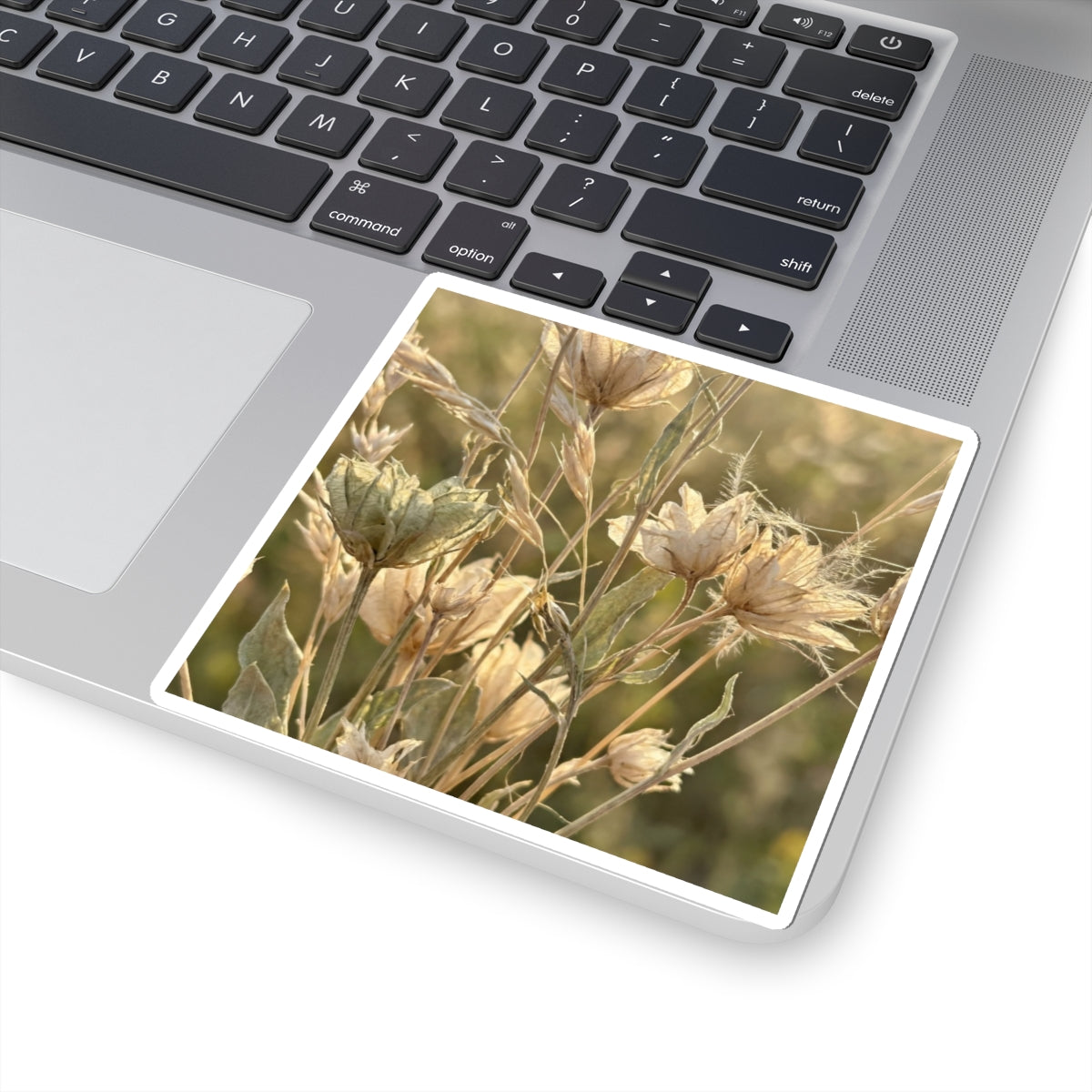 Dried Flowers Summer Sticker | Japandi Elegant Design Art Print