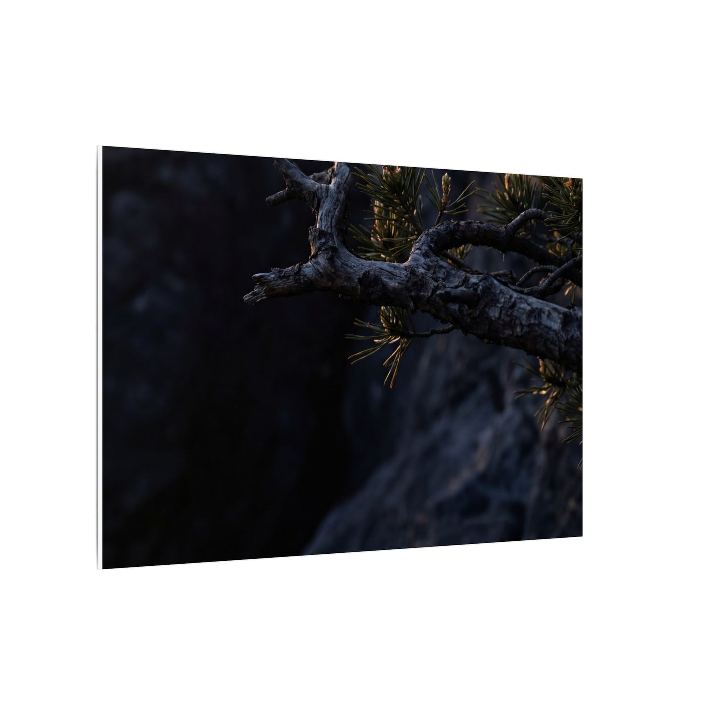 Pine Tree Moody Minimal Canvas Art | Sophisticated Dark Japandi Art