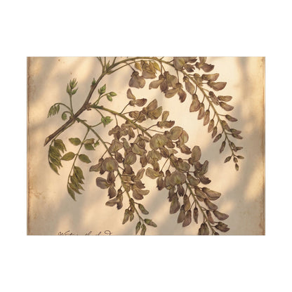 Spring Wisteria Herbarium Canvas Art | Earthy Decor