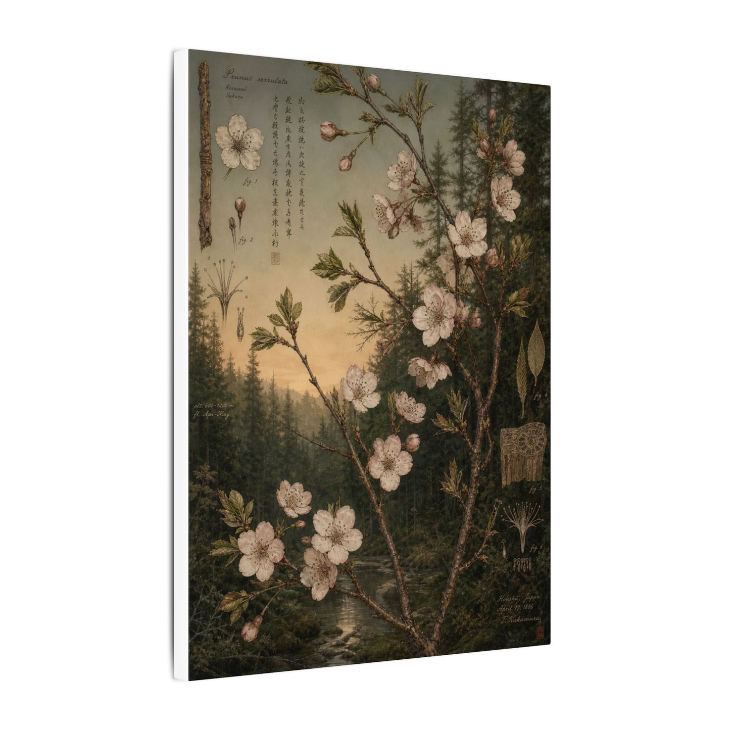 Spring Cherry Blossom Herbarium Canvas Art | Nostalgic Decor