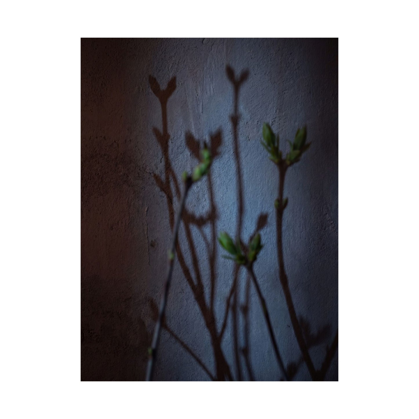 Spring Shadow Play Shadow Zen Wall Art Print | Moody Decor