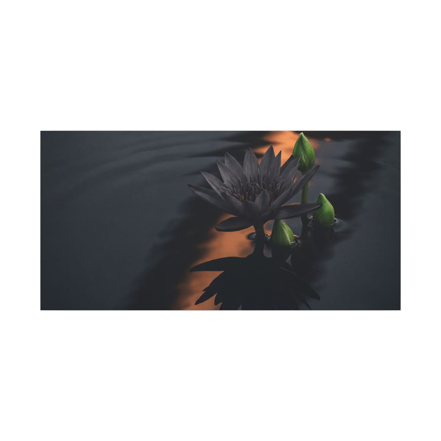 Seijaku Lotus Flower Canvas Art - Dark Japandi Shadow Zen
