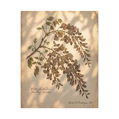 Spring Wisteria Herbarium Canvas Art | Earthy Decor