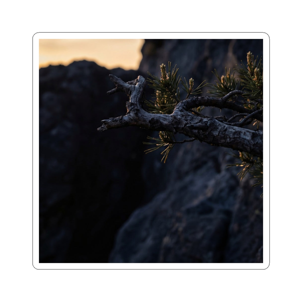 Golden Hour Pine Tree Sticker - Dark Japandi Ma Art Print