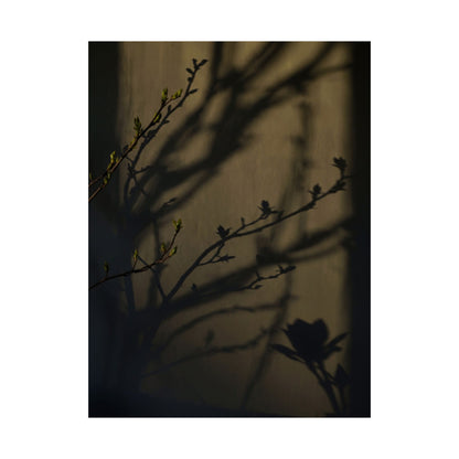 Spring Shadow Play Charcoal Ink Wall Art Print | Moody Decor