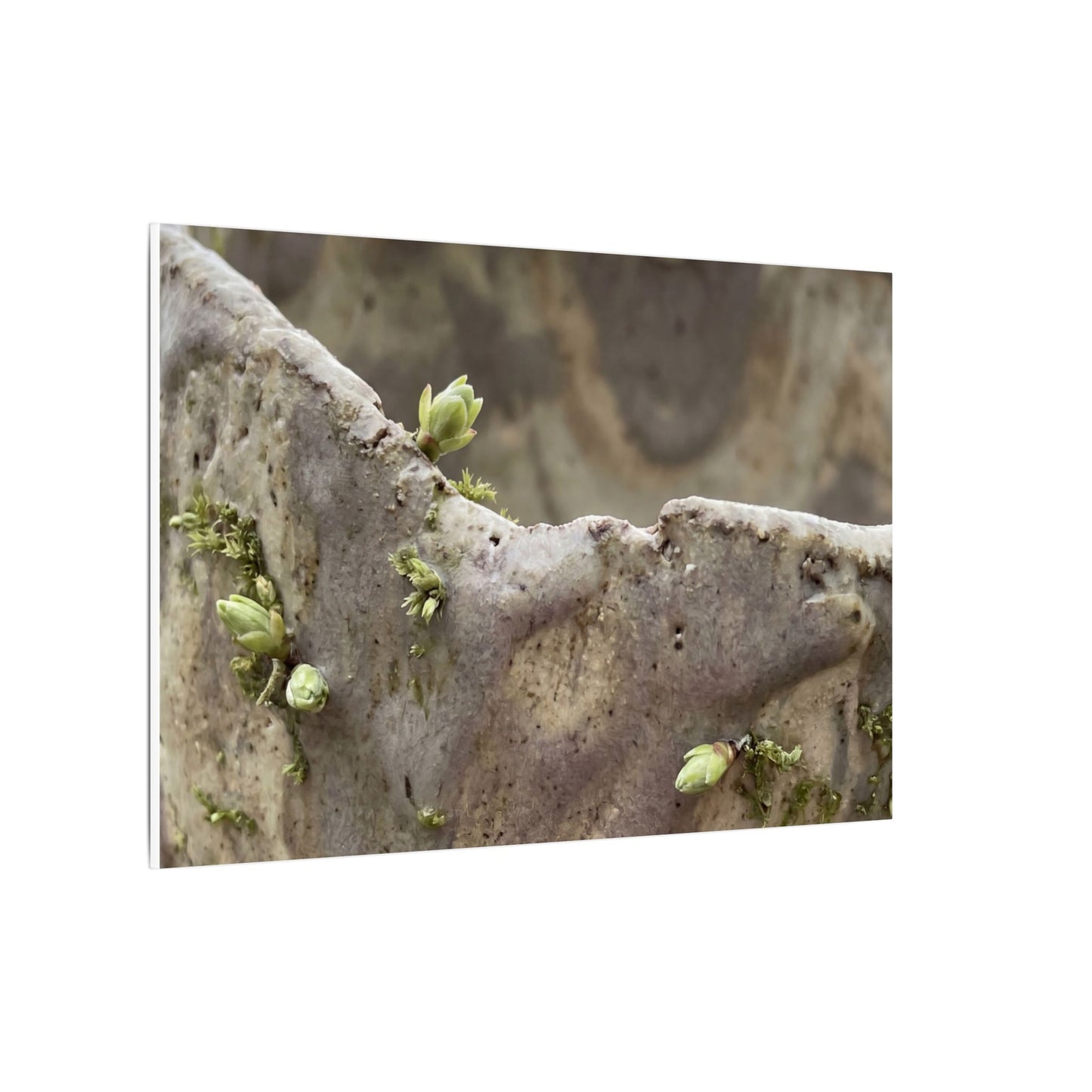 Overcast Ceramic Bowl Canvas Art - Japandi Fukinsei