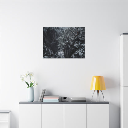 Dark Japandi Pine Tree in Dappled | Dark Texture Canvas Art