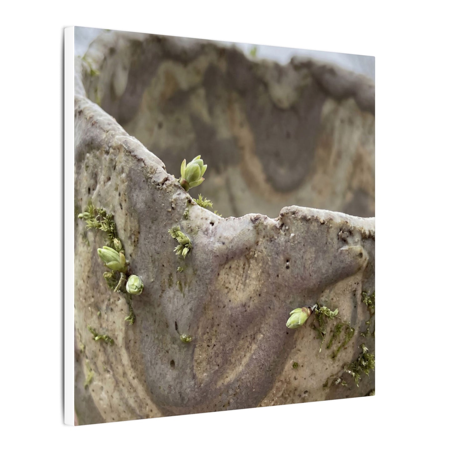 Overcast Ceramic Bowl Canvas Art - Japandi Fukinsei