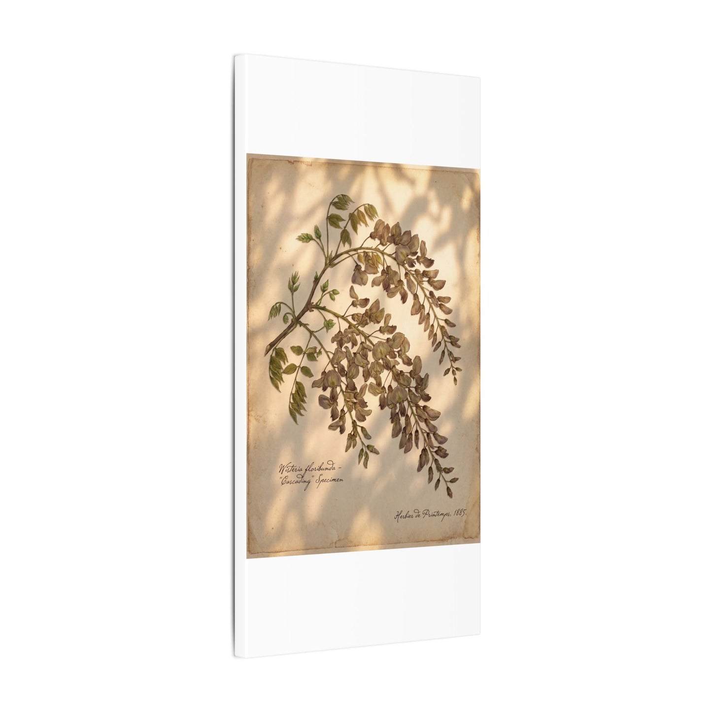 Spring Wisteria Herbarium Canvas Art | Earthy Decor