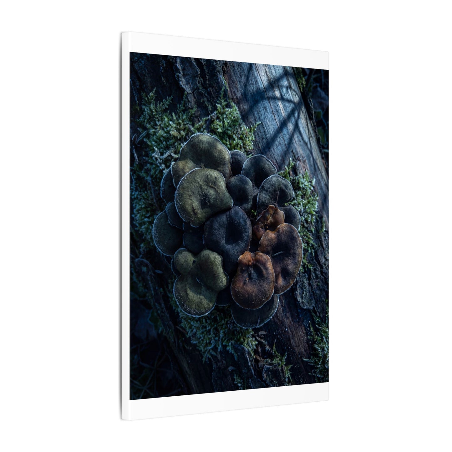 Wild Mushrooms Moody Minimal Canvas Art | Moody Dark Japandi Art