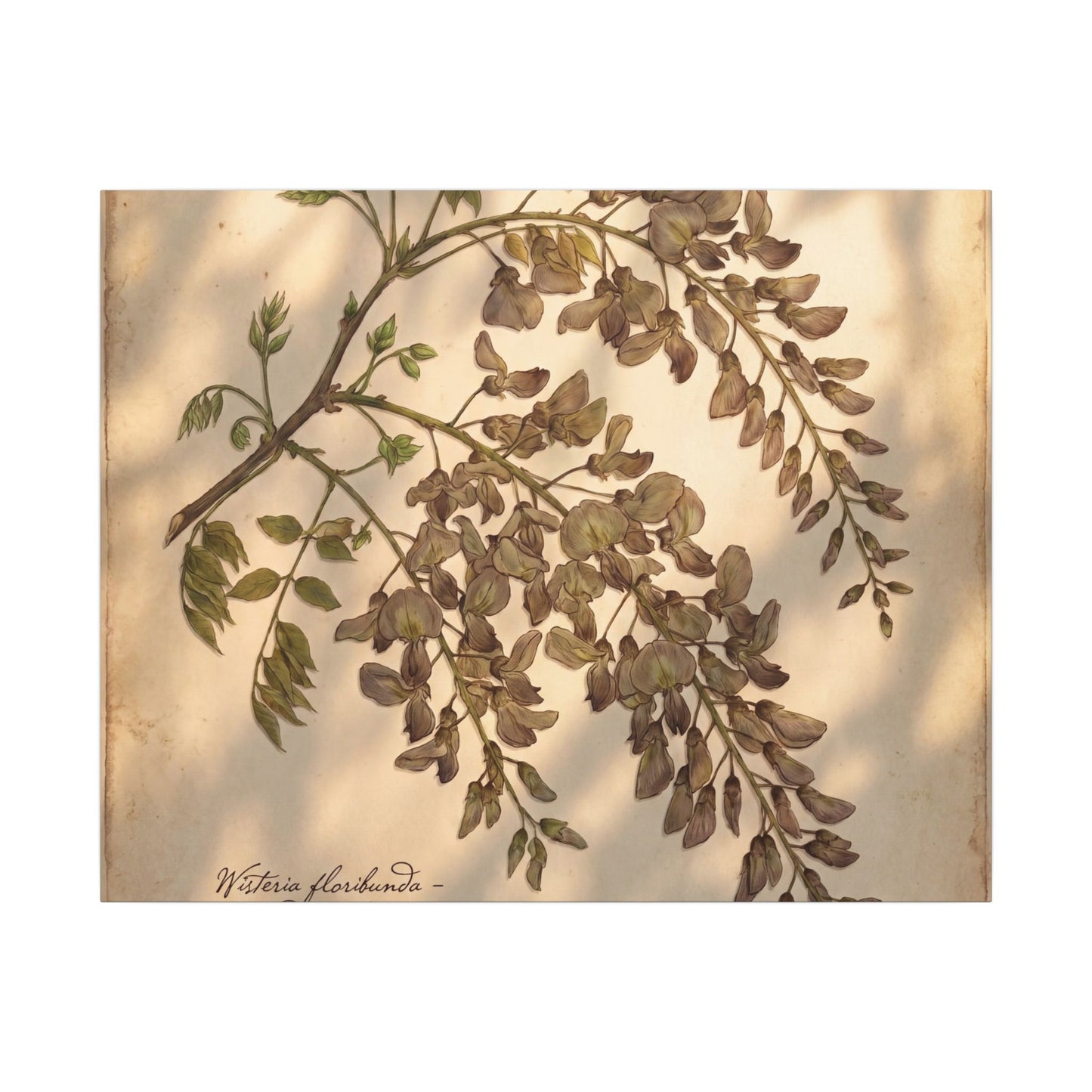 Spring Wisteria Herbarium Canvas Art | Earthy Decor