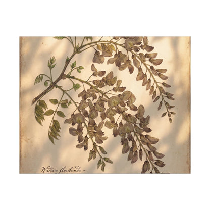 Spring Wisteria Herbarium Canvas Art | Earthy Decor